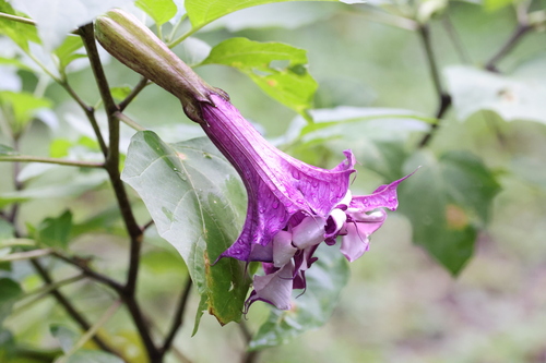 Datura metel (Datura metel)