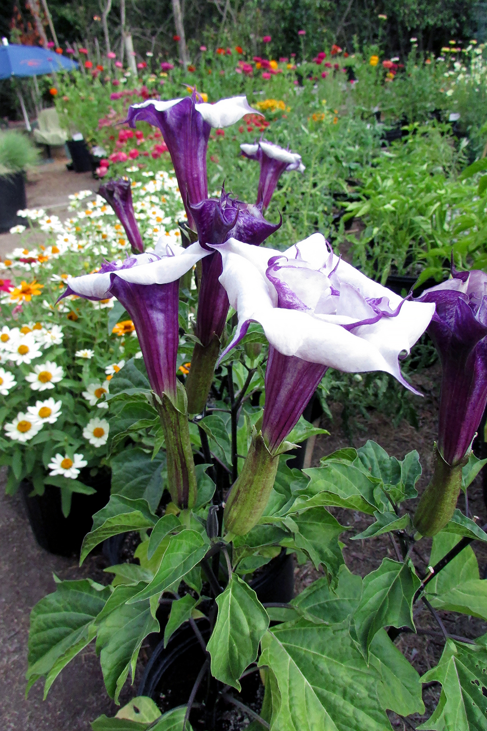 Datura metel: Angel's Trumpet 'Blackcurrant Swirl' on August 12, 2017 in Santa Rosa, Ca. Also known as Datura metel 'Fastuosa.' This is a cultivar.