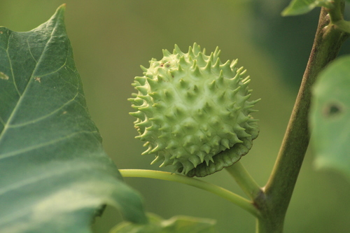 Datura metel (Datura metel)