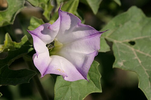 Chinese thorn-apple: Datura quercifolia flower, Dripping Springs Rd, 9/25/06.
