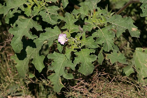 Chinese thorn-apple: Datura quercifolia, Dripping Springs Rd, 9/25/06.