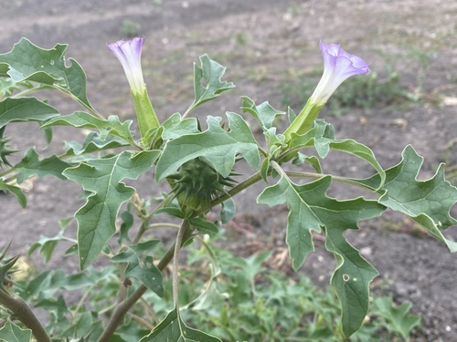 Chinese thorn-apple (Datura quercifolia)