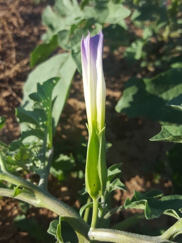 Chinese thorn-apple (Datura quercifolia)