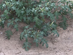 Chinese thorn-apple (Datura quercifolia)