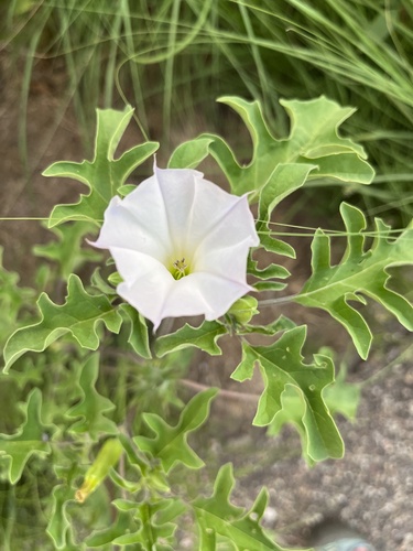 Chinese thorn-apple (Datura quercifolia)