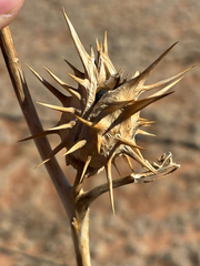 Chinese thorn-apple (Datura quercifolia)