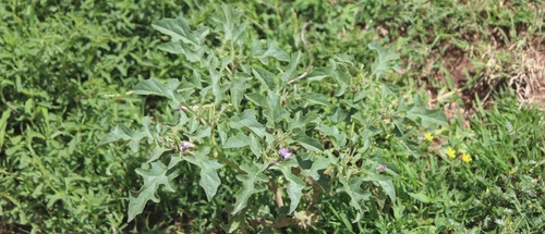 Chinese thorn-apple (Datura quercifolia)