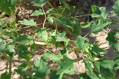 Chinese thorn-apple (Datura quercifolia)