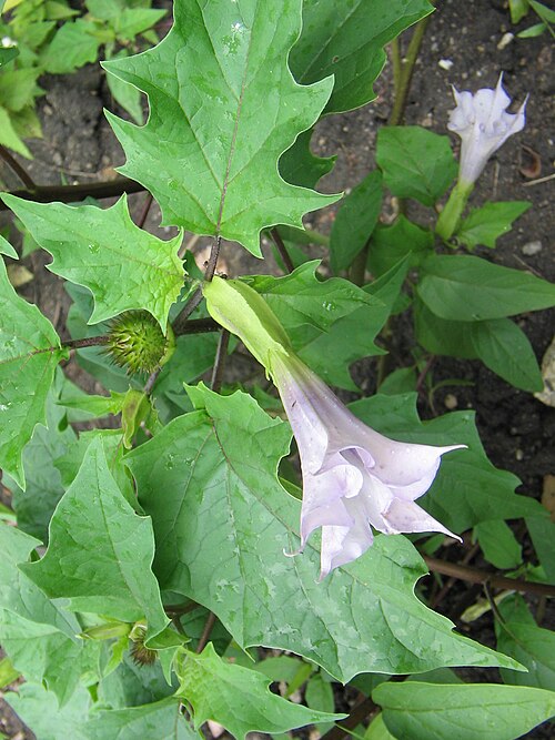 Jimsonweed: Datura stramonium