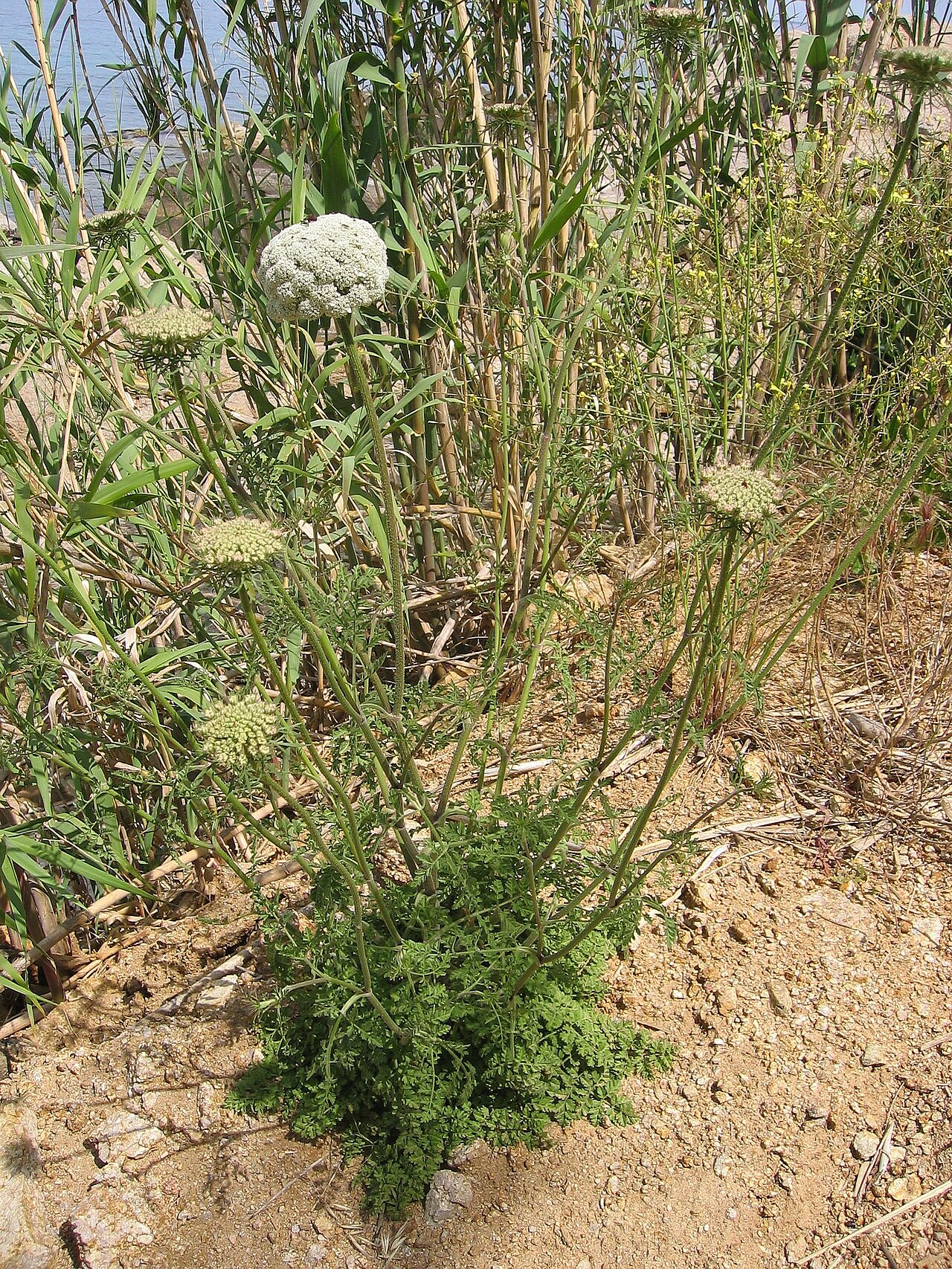 Wild carrot: Daucus carota (probably subsp. commutatus) Calvi, Corse, France