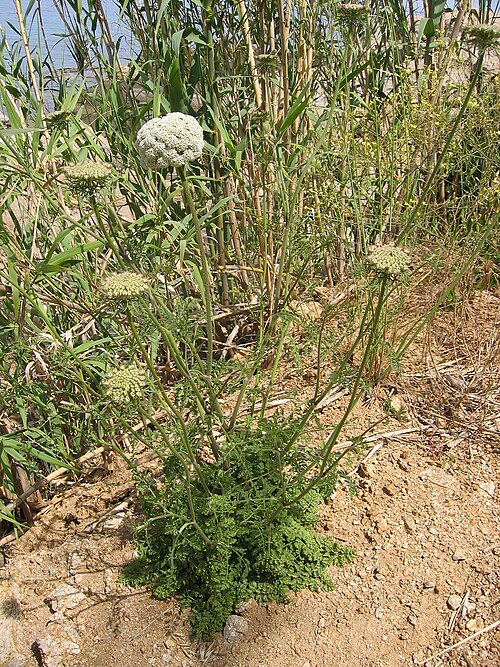 Wild carrot: Daucus carota (probably subsp. commutatus) Calvi, Corse, France