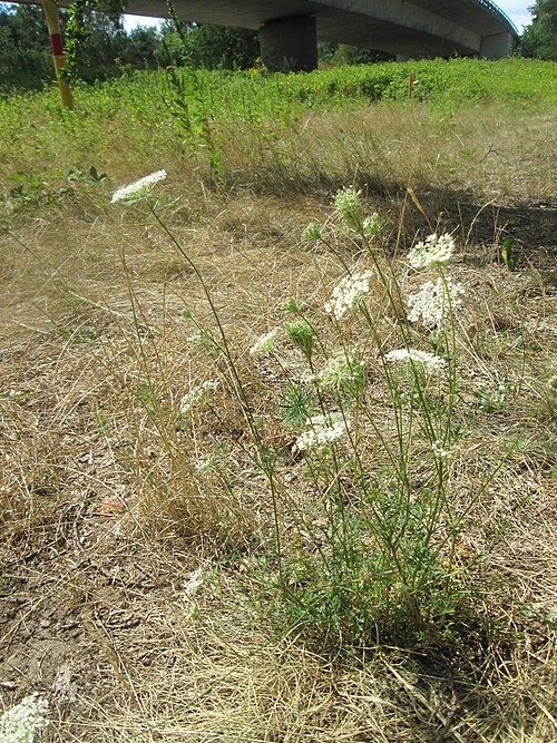 Wild carrot: Wilde Möhre ( Daucus carota ) an der Böschung der A6 in der Schwetzinger Hardt - an diesem Abschnitt bietet der Autobahnrand eine binnendünenartige Situation