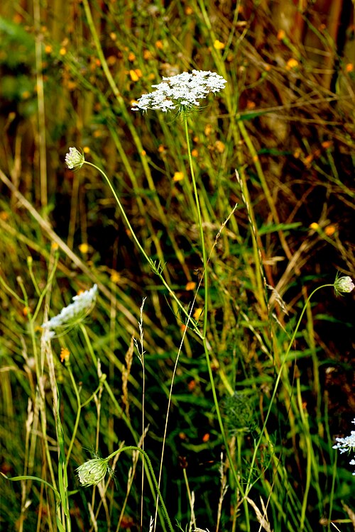 Wild carrot: Wilde Möhre, Apiaceae, Deutschland, Bayern, Oberfranken, Selbitz Photo: U.Schmidt, VIII.2012