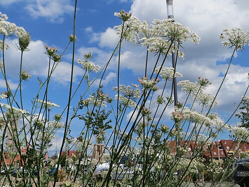 Wild carrot: Wilde Möhre ( Daucus carota ) auf einer Brachfläche am Messplatz in Hockenheim