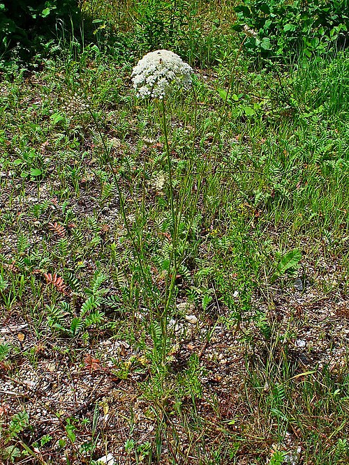 Wild carrot: Daucus carota ssp. carota , Apiaceae, Wild Carrot, Bird's Nest, Bishop's Lace, habitus; Mintraching, Bavaria, Germany. The blooming plant is used in homeopathy