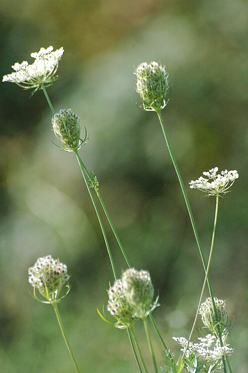 Wild carrot: Wild carrot ( Daucus carota ), 55294 Bodenheim, Germany