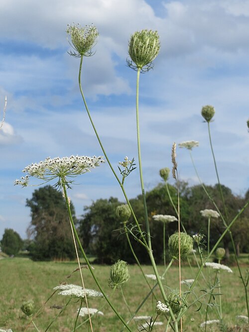 Wild carrot: Wilde Möhre ( Daucus carota ) bei Reilingen