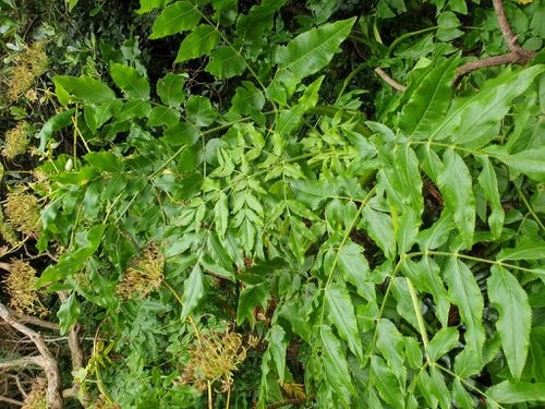 Daucus decipiens: Feuilles de Daucus decipiens .