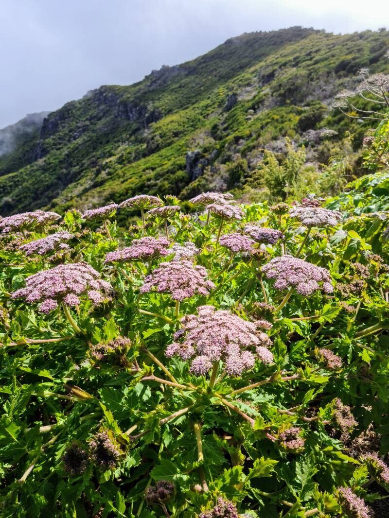 Daucus decipiens (Daucus decipiens)