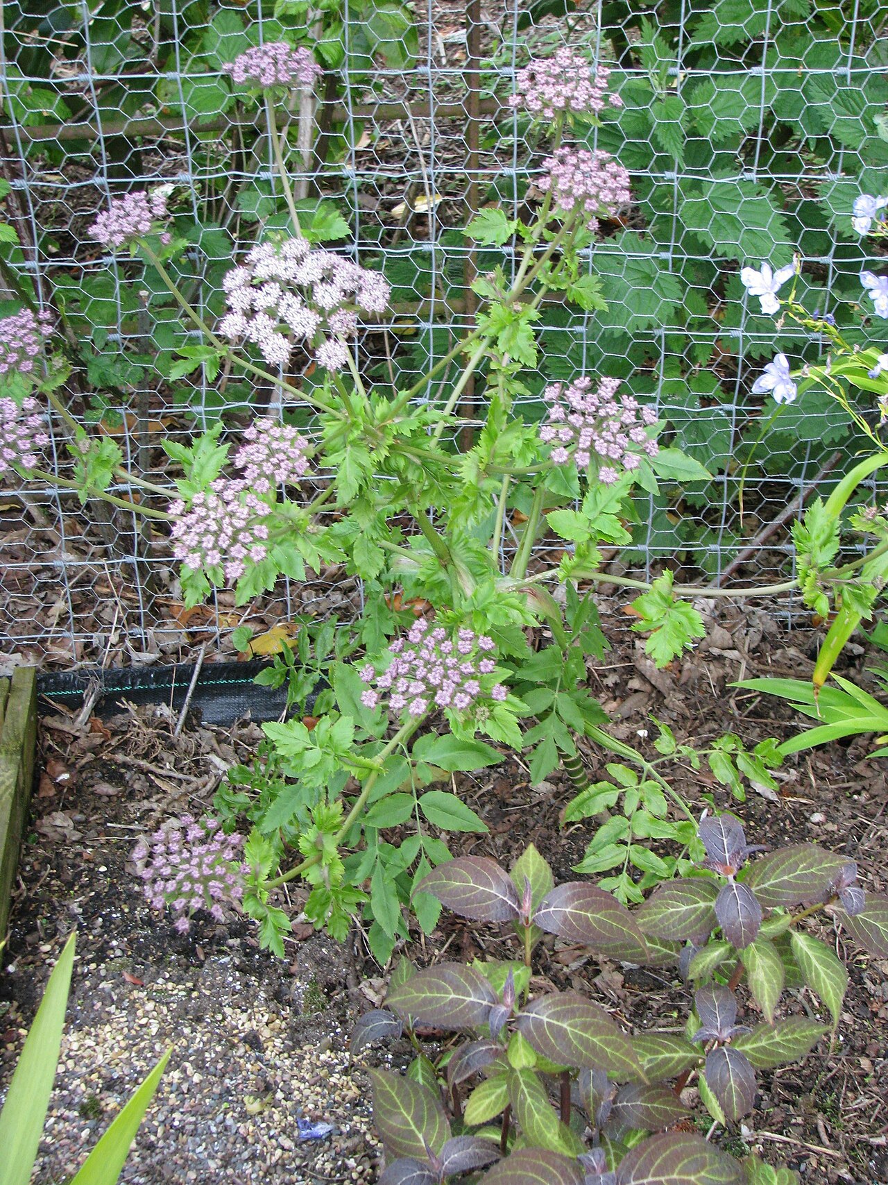 Daucus decipiens: Melanoselinum decipiens