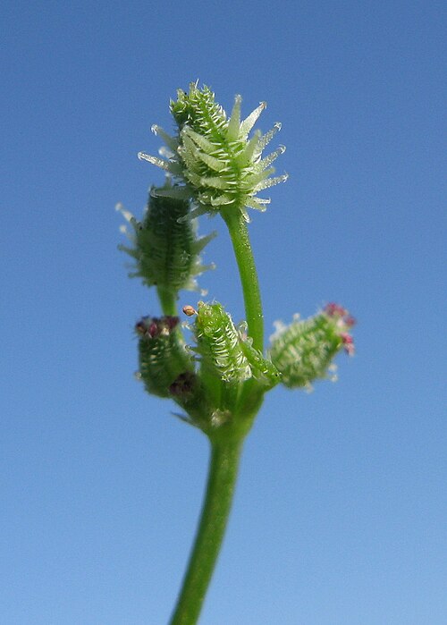 Daucus glochidiatus: Native, cool season, annual, erect or ascending, hairy herb 8–60 cm tall. Leaves are 2-pinnate and 2–5 cm long, with ovate segments and narrow-linear lobes; pet