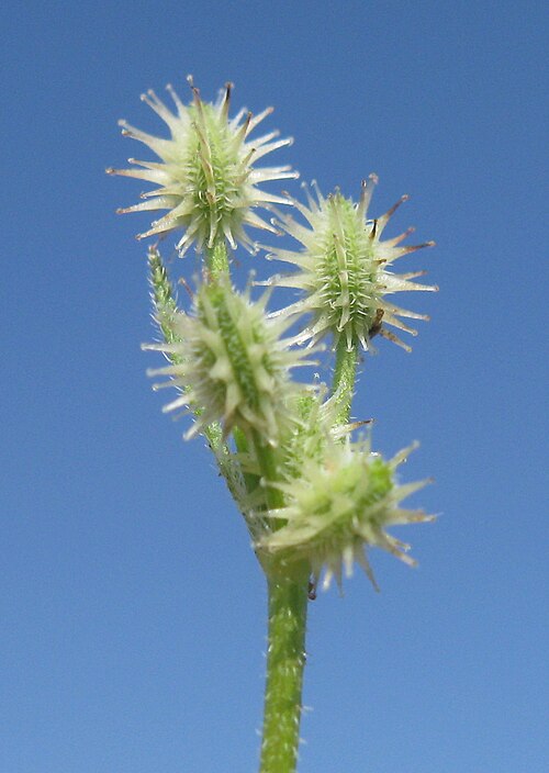 Daucus glochidiatus: Native, cool season, annual, erect or ascending, hairy herb 8–60 cm tall. Leaves are 2-pinnate and 2–5 cm long, with ovate segments and narrow-linear lobes; pet