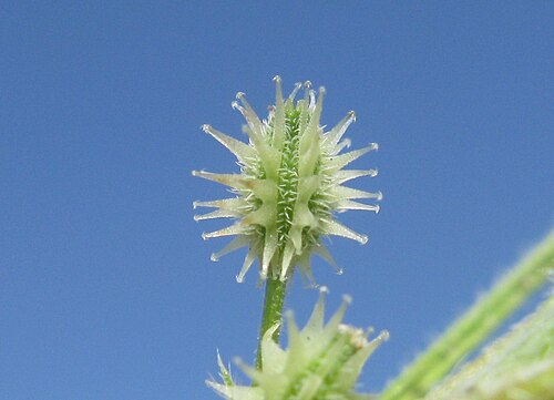 Daucus glochidiatus: Native, cool season, annual, erect or ascending, hairy herb 8–60 cm tall. Leaves are 2-pinnate and 2–5 cm long, with ovate segments and narrow-linear lobes; pet