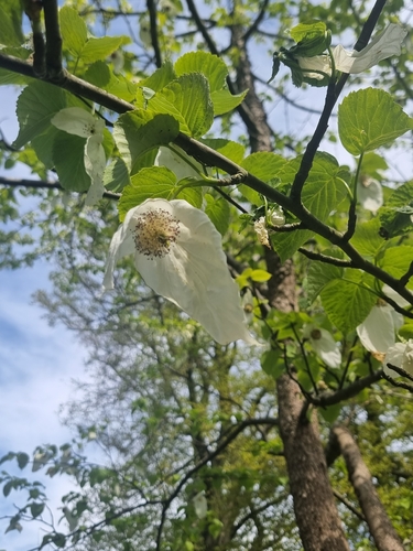 Dove-tree (Davidia involucrata)