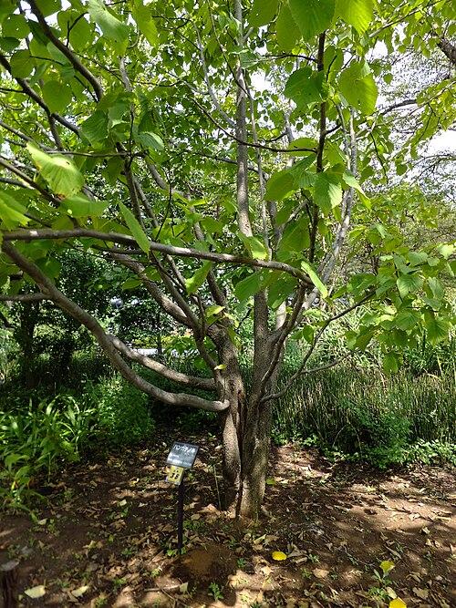 Dove-tree: Davidia involucrata at the Jindai Botanical Garden ; Chofu City, Tokyo.