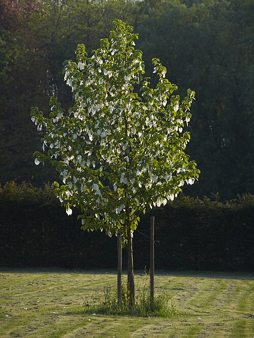 Dove-tree: Davidia involucrata. Photo taken in Belgium