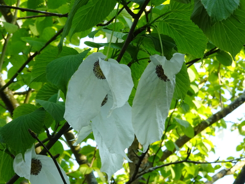 Dove-tree (Davidia involucrata)