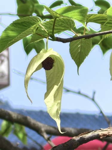 Dove-tree (Davidia involucrata)