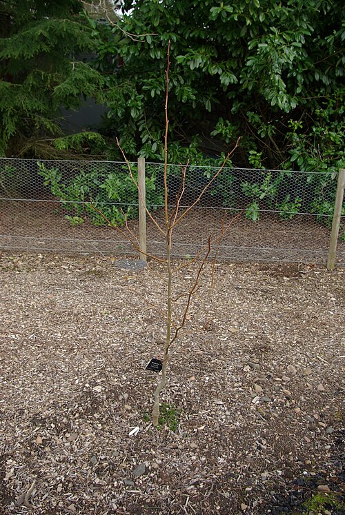 Dove-tree: Davidia involucrata
