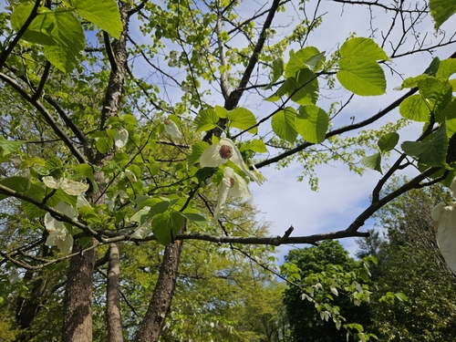 Dove-tree (Davidia involucrata)