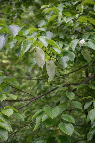 Dove-tree (Davidia involucrata)