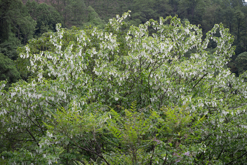 Dove-tree (Davidia involucrata)