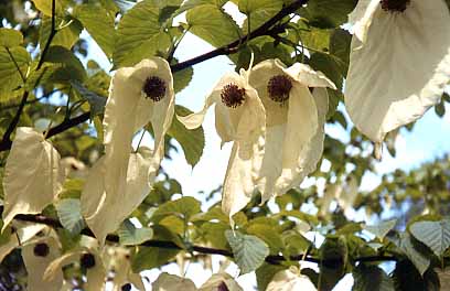 Dove-tree (Davidia involucrata)