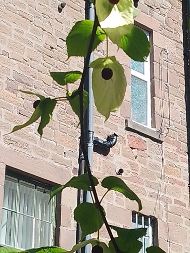 Dove-tree (Davidia involucrata)