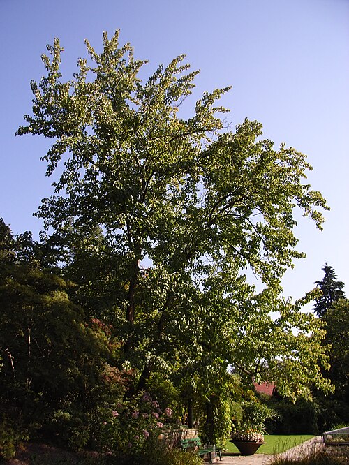 Dove-tree: Taschentuchbaum im Botanischen Garten Bielefeld.
