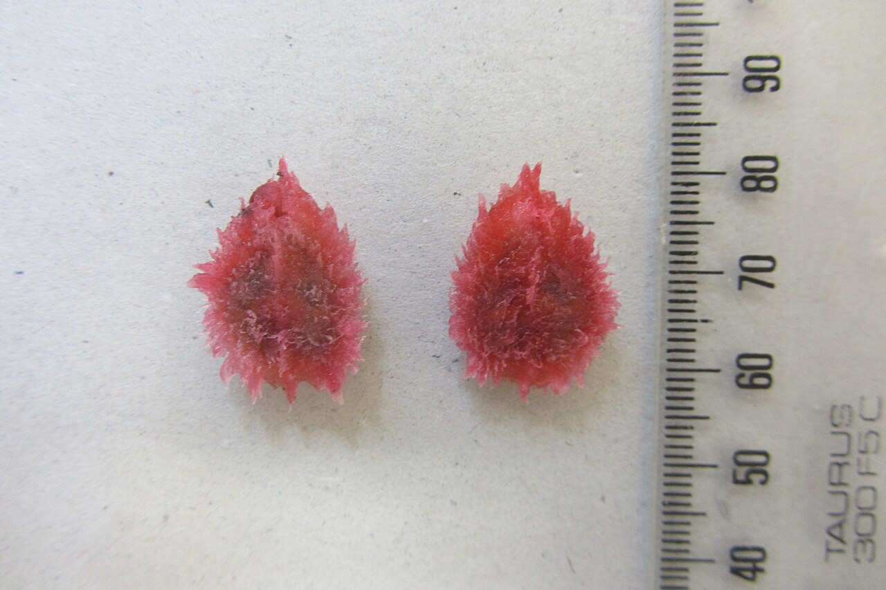 Davidson's plum (Davidsonia jerseyana)