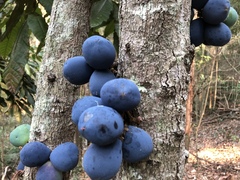 Davidson's plum (Davidsonia jerseyana)