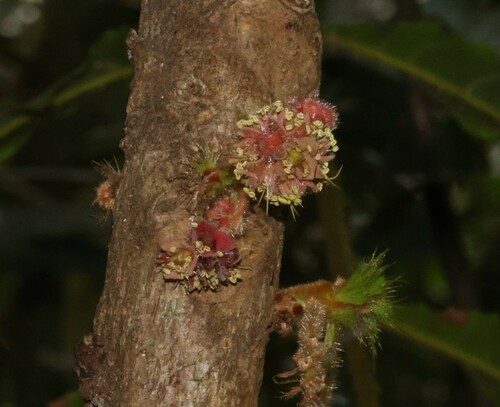 Davidson's plum (Davidsonia jerseyana)