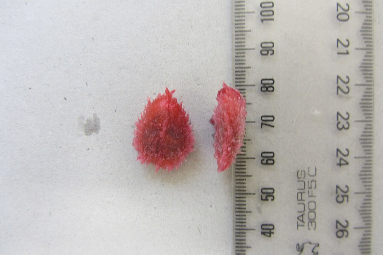 Davidson's plum (Davidsonia jerseyana)