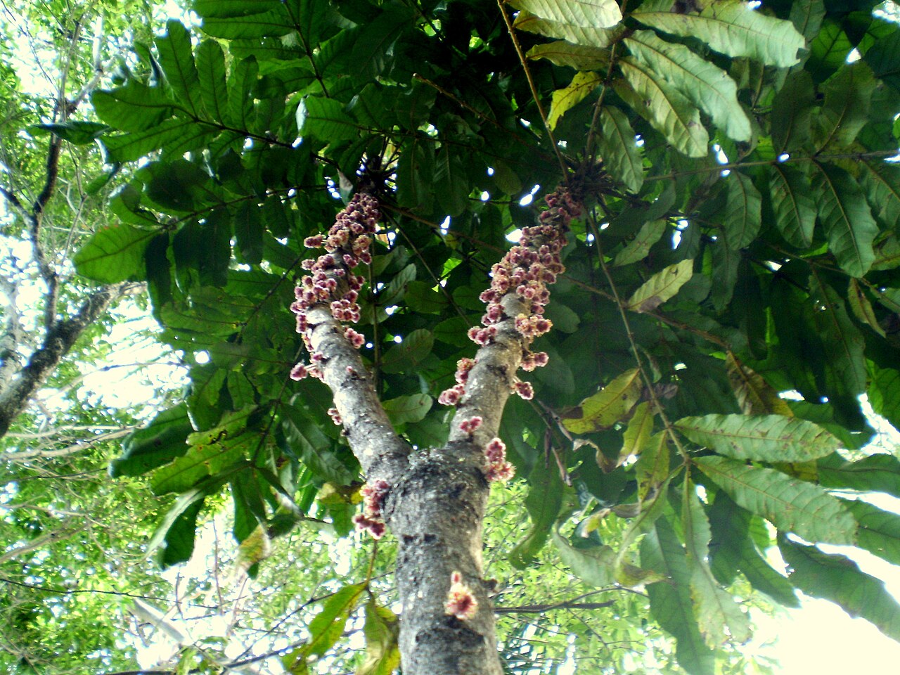 Davidson's plum: Davidsonia jerseyana, Davidson's Plum, flower & trunk.