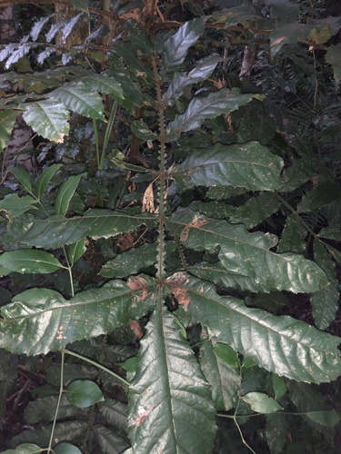 Davidson's plum (Davidsonia jerseyana)
