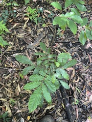 Davidson's plum (Davidsonia jerseyana)