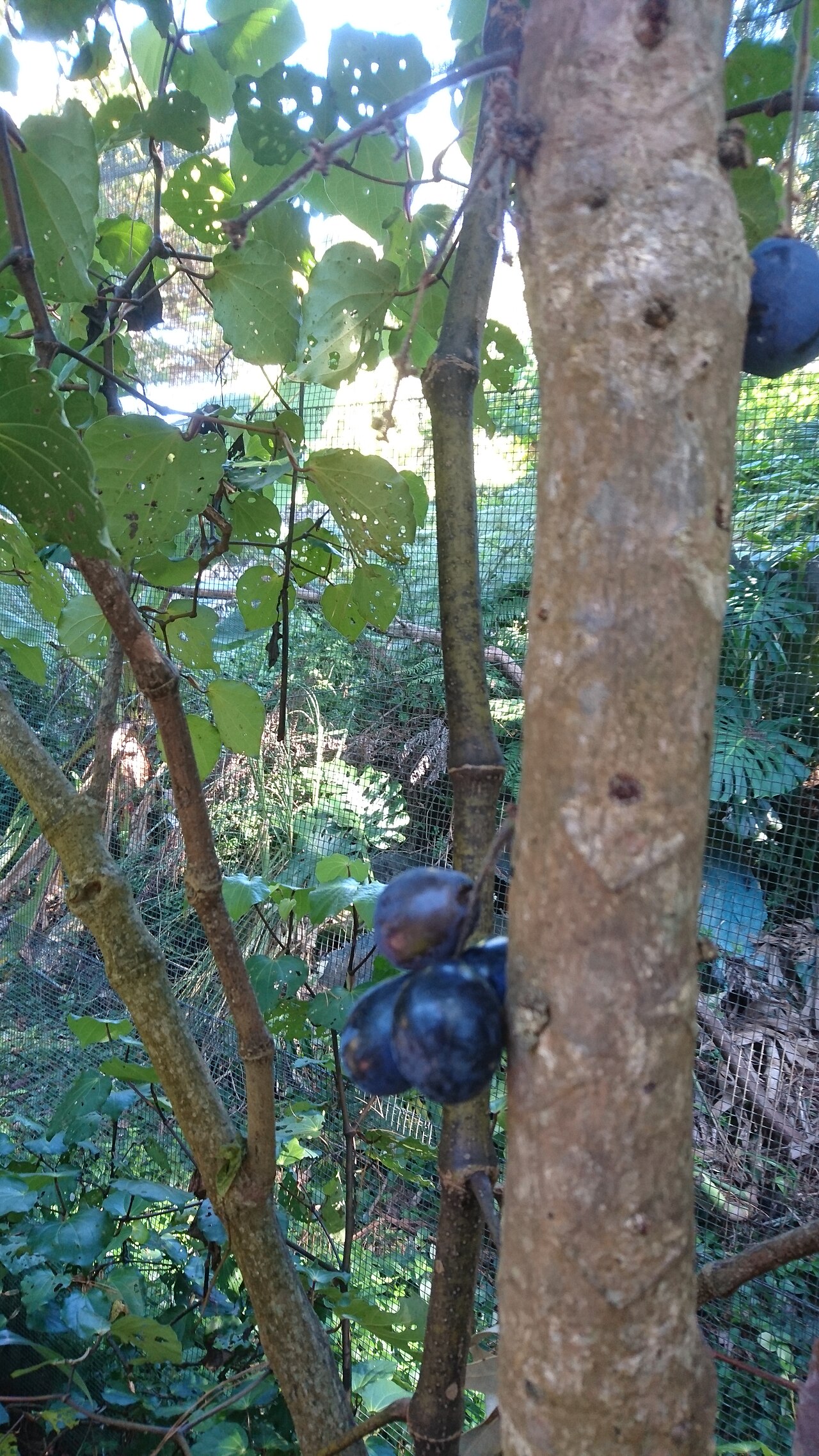 Davidson's plum (Davidsonia jerseyana)