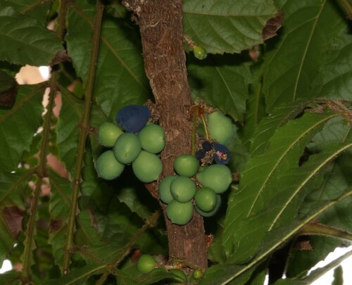 Davidson's plum (Davidsonia jerseyana)