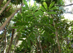 Davidson's plum (Davidsonia jerseyana)