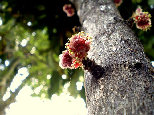 Davidson's plum: Davidsonia jerseyana flower & trunk, Nimbin, New South wales, Australia.
